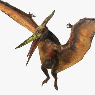 Pteranodon Flying Carnivorous Reptile Landing Pose with Fur 3D model