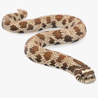 3D Crawling Brown Hognose Snake model