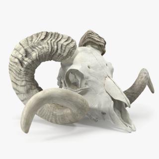 3D Animal Ram Skull with Nose Bone