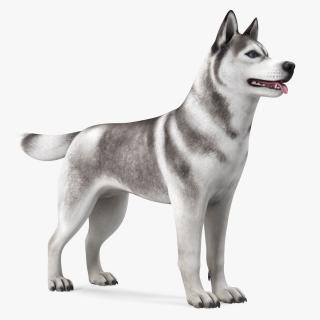3D Siberian Husky Gray and White Rigged