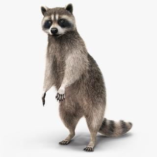 3D model Raccoon Standing Pose Fur