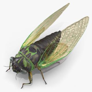 3D Cicada Pose Calm