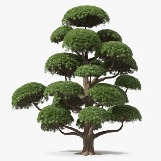 Podocarpus Big Tree 3D model