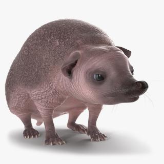 Hedgehog Bald Rigged for Cinema 4D 3D model