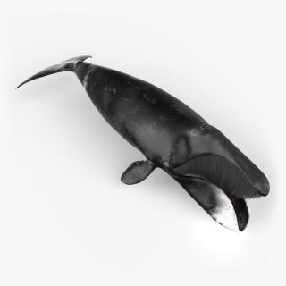 3D model Balaena Mysticetus Sea Animal Fur Rigged