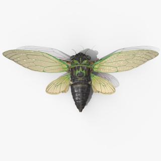 3D model Cicada Fur