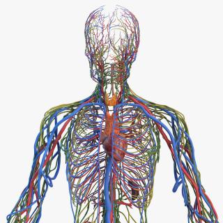 Male Cardiovascular Lymphaticand and Nervous Systems 3D