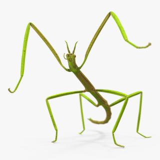 3D Phasmatodea Stick Insect Rigged