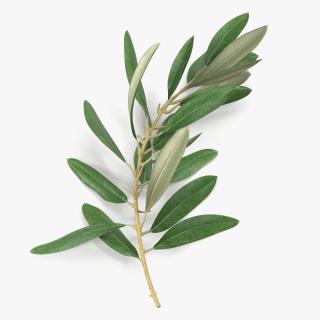 3D Olive Tree Branch No Olives Lying model