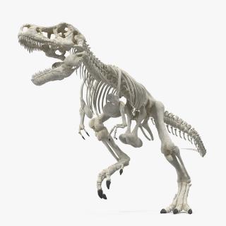 3D Tyrannosaurus Rex Skeleton Rigged model
