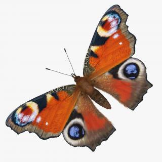 3D Aglais io Butterfly Sitting Pose with Fur