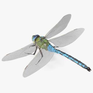 3D model Dragonfly Fur Rigged