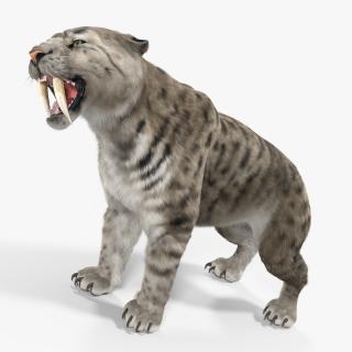 3D Arctic Saber Tooth Cat Growls Pose with Fur model