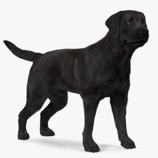 3D Labrador Dog Black Standing Fur