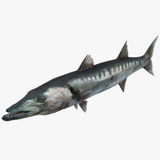 Barracuda Fish 3D model