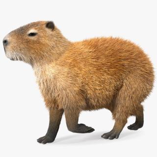 3D model Capybara Eating Pose