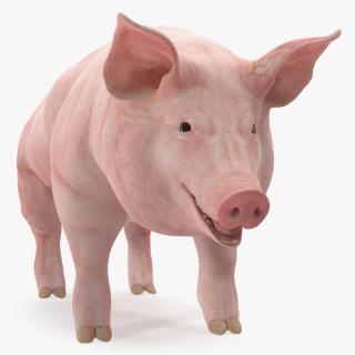3D Pig Sow Landrace