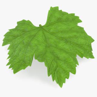 3D model Grape Leaf