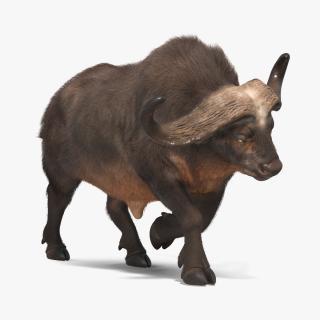 African Buffalo Attacking Pose with Fur 3D model