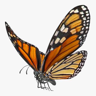 3D model Animated Flying Monarch Butterfly Rigged