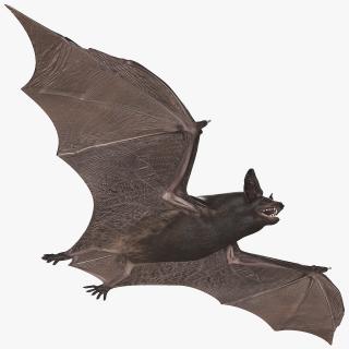 3D Black Bat Rigged