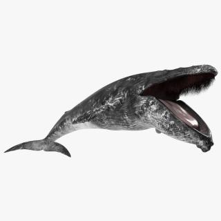 3D model Old Blue Whale Fur Rigged