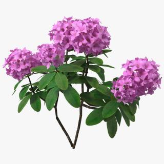 3D Purple Rhododendron Branch