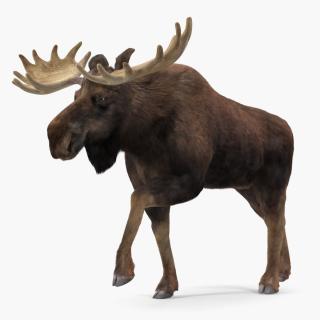 3D Moose Fur Rigged