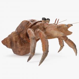 Hermit Crab Rigged with Fur 3D