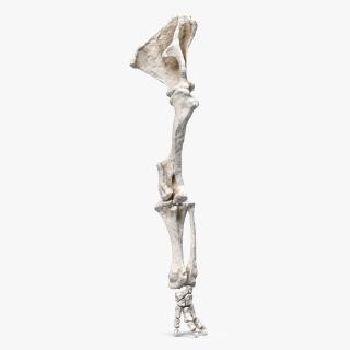 Mammoth Leg Bones 3D