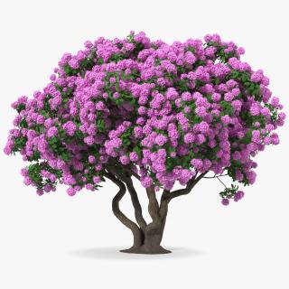 3D Rhododendron Purple Flower Tree