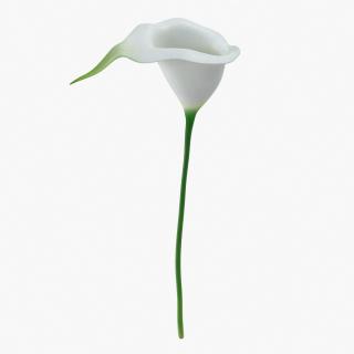 Calla Flower 3D