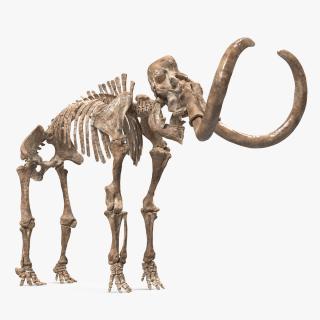 3D Mammoth Skeleton Old Bones Rigged model