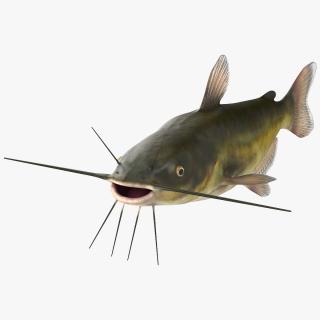Channel Catfish Ictalurus Punctatus Rigged 3D