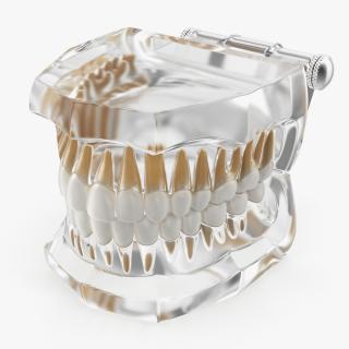 3D Transparent Dental Typodont Teeth model