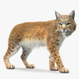 3D Lynx Animal Walking Fur model