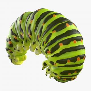 Swallowtail Caterpillar Green 3D model