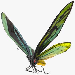 3D Animated Flight Ornithoptera Alexandrae Butterfly Rigged