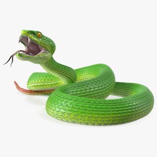 3D Viper Green Trimeresurus Rigged