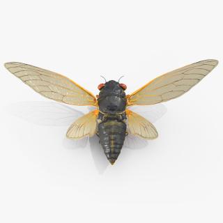 3D Pharaoh Cicada Pose Takeoff Fur