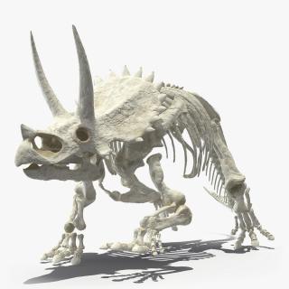 Triceratops Horridus Skeleton 3D model