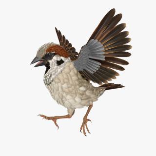 3D model Sparrow Walking Pose