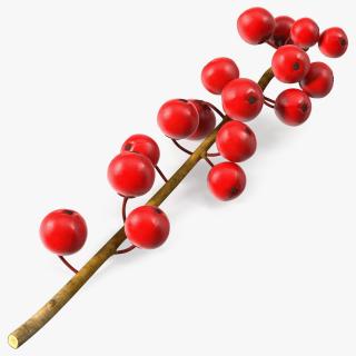 3D Ilex Aquifolium Berries on Branch model