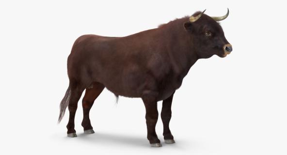 3D model Bull Rigged with Fur