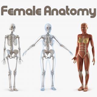 3D model Female Anatomy Collection