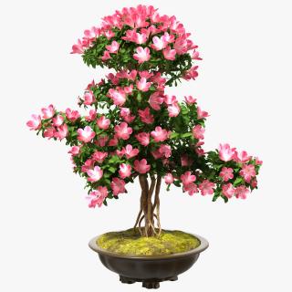 Small Bonsai Tree with Flowers in Pot 3D
