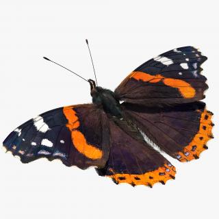 Red Admiral Butterfly with Fur Rigged 3D