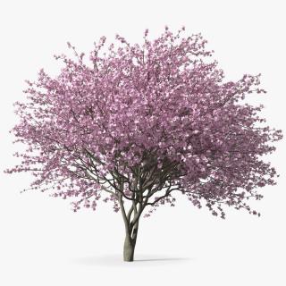 3D Flowering Purple Leaf Plum Tree