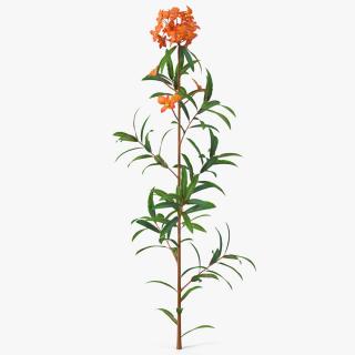 Euphorbia Griffithii Branch 3D