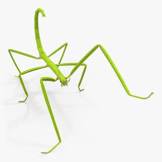 3D model Stick Insect Green Rigged